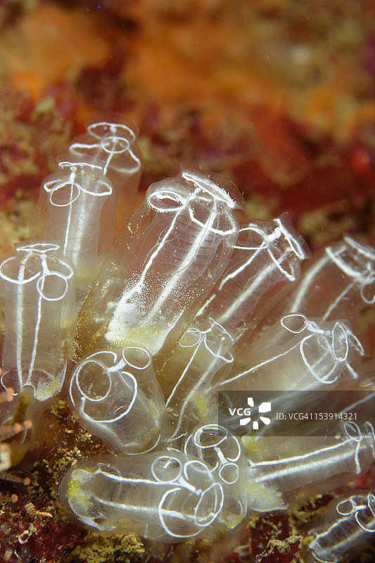 海鞘灯泡（Clavelina lepadiformis）图片素材