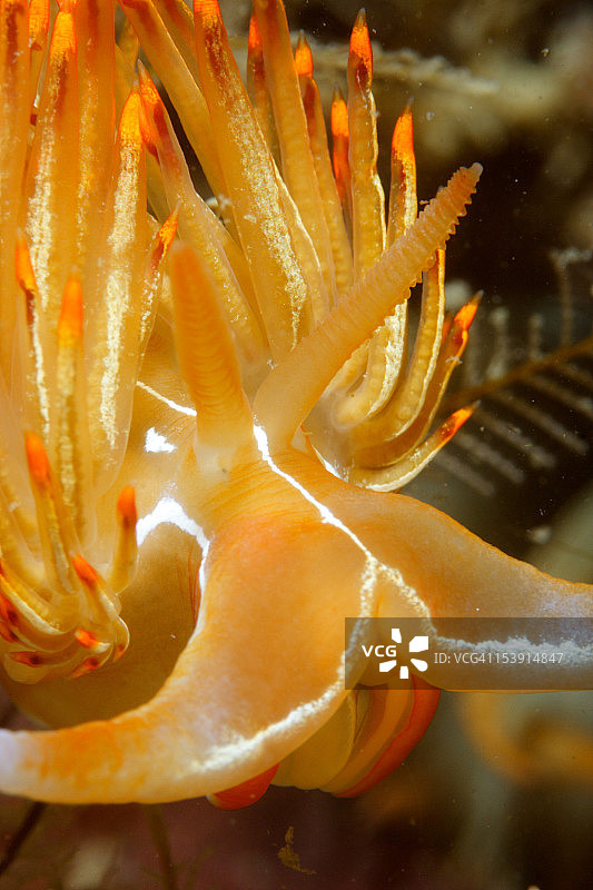 海蛞蝓（斑氏唐棣海蛞蝓）图片素材