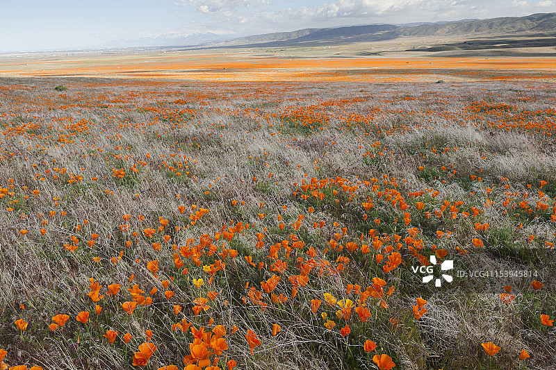美国加利福尼亚，羚羊谷罂粟花保护区，罂粟花景观图片素材