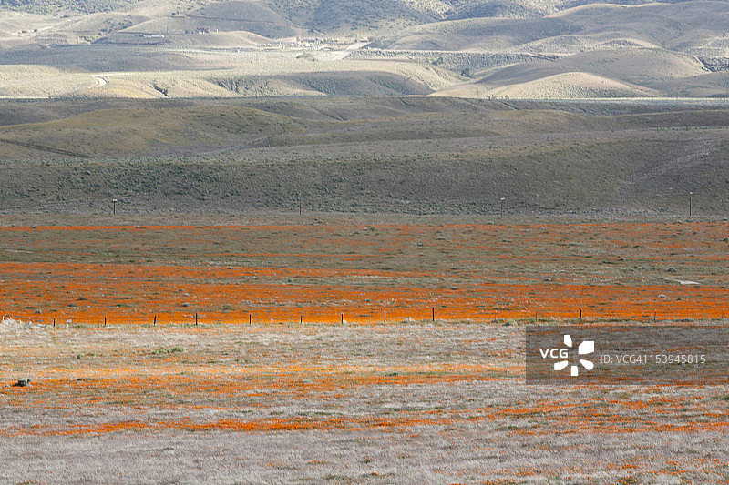 美国加利福尼亚，羚羊谷罂粟花保护区，罂粟花景观图片素材