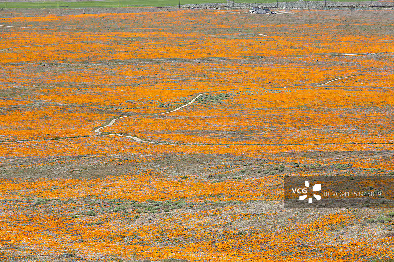 美国加利福尼亚州羚羊谷罂粟花保护区橙色罂粟花田图片素材