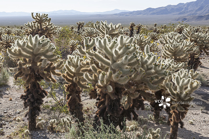 美国加利福尼亚州约书亚树国家公园的仙人掌与沙漠景观图片素材