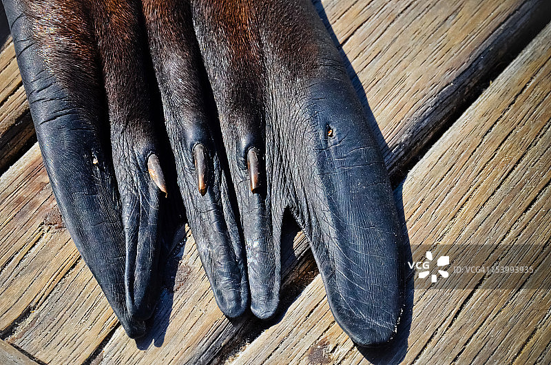 加拉帕戈斯海狮在木制平台上的鳍图片素材