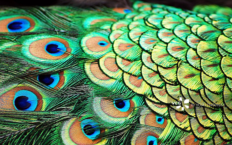 孔雀羽毛图片素材
