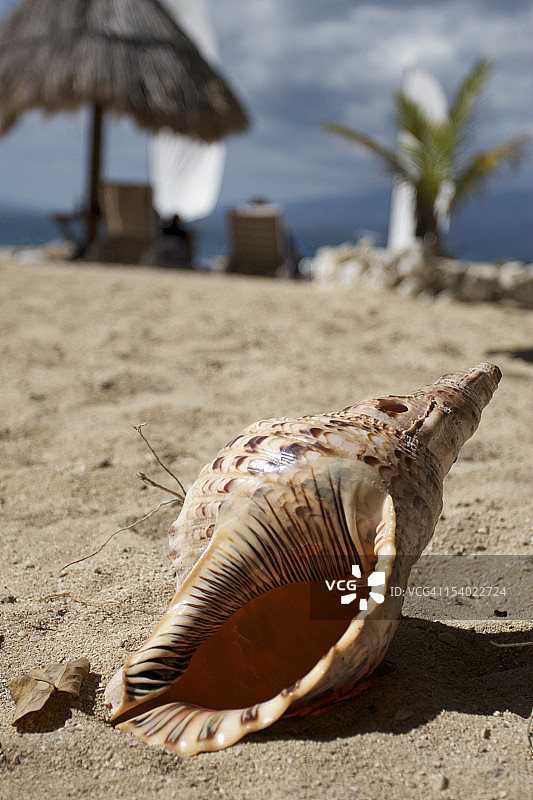 海滩上的贝壳图片素材