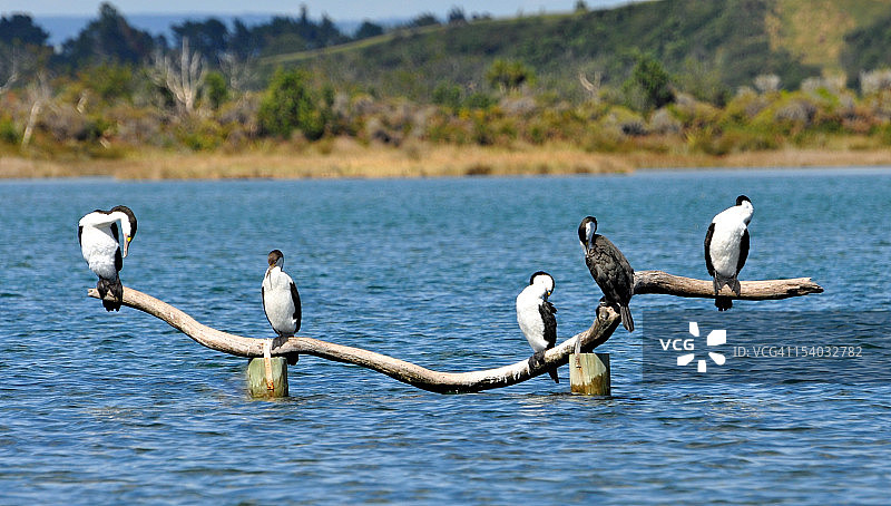 小斑鸬鹚图片素材