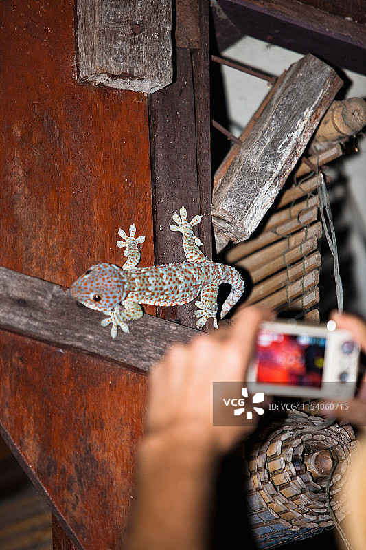 拍摄大壁虎照片的人物图片素材