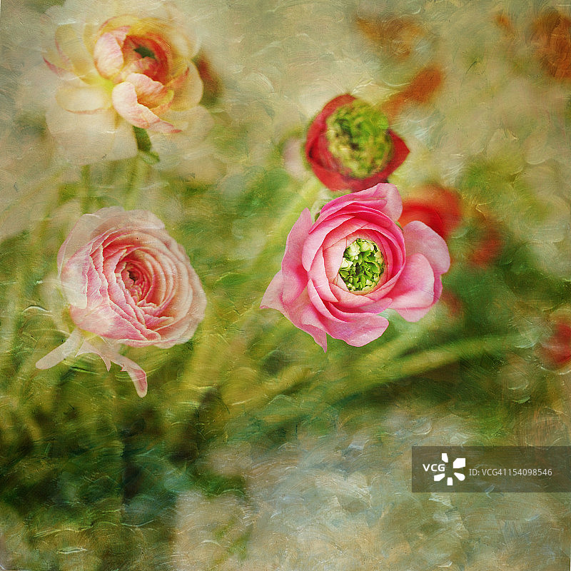 毛茛花卉油画图片素材