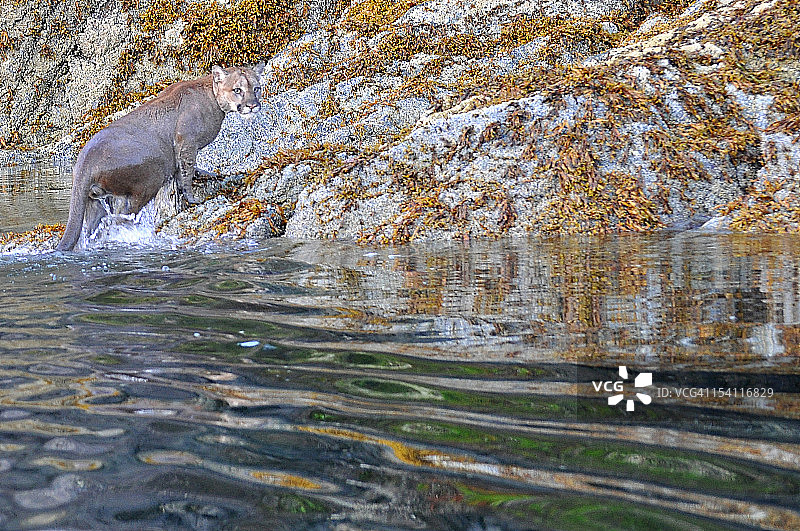 野外美洲狮图片素材