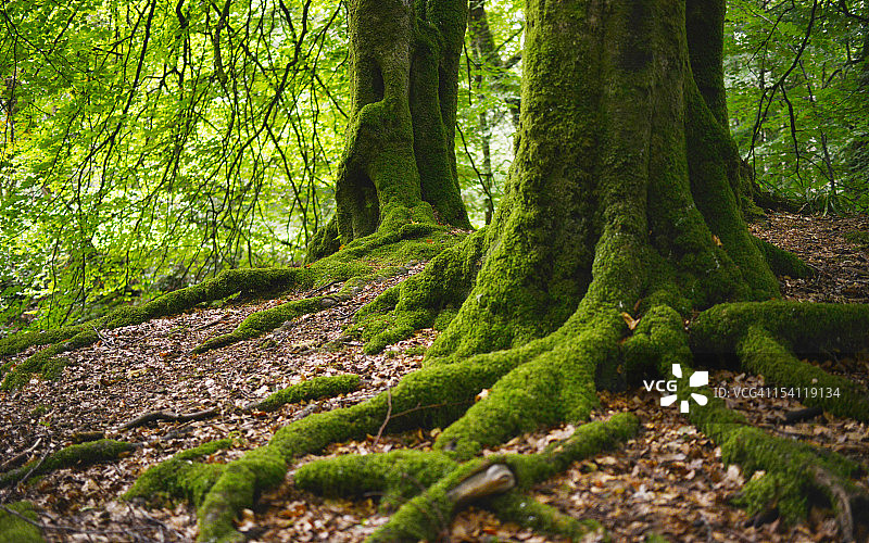 林地中的山毛榉树根图片素材