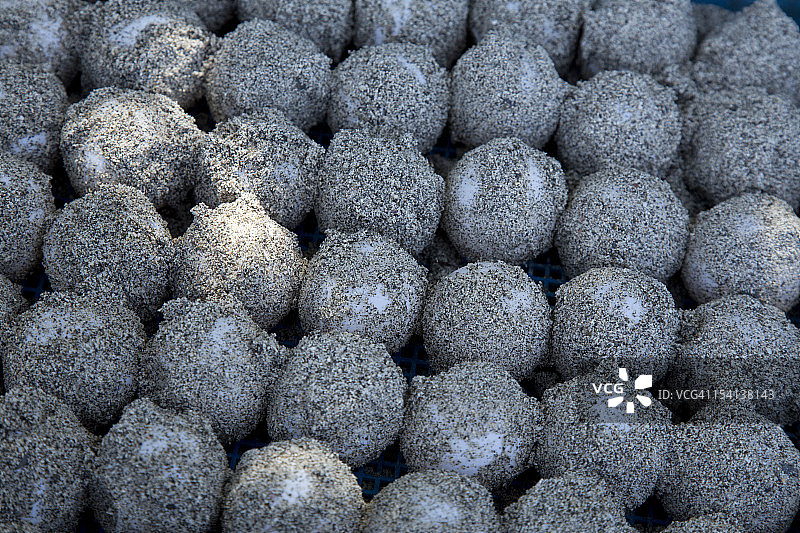 海龟蛋图片素材