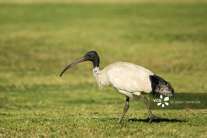 澳洲白鹮图片素材