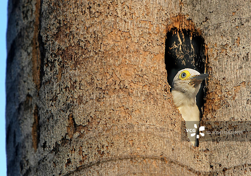 啄木鸟巢图片素材