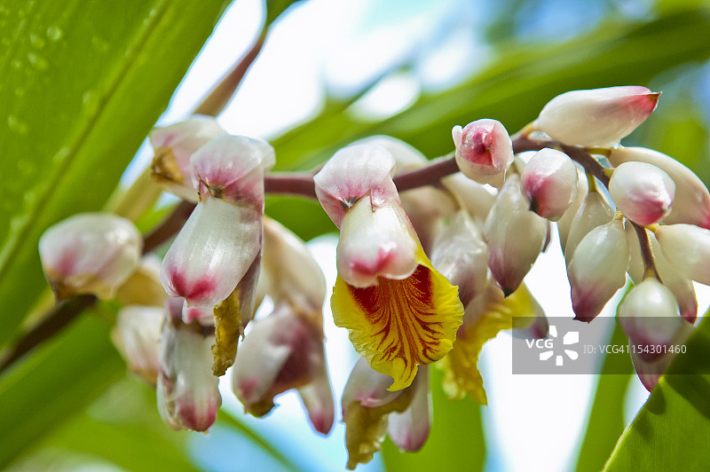 姜荷花图片素材