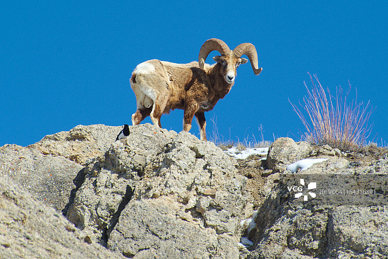 大角羊图片素材