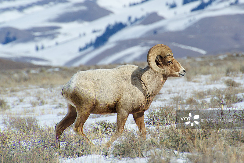 杰克逊附近的野大角羊图片素材