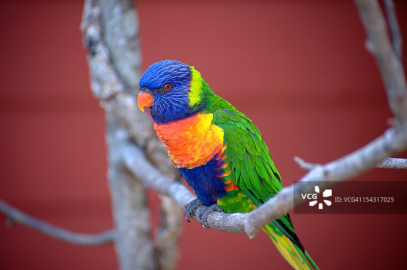 吸蜜鹦鹉图片素材