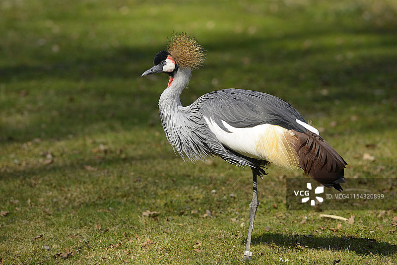 站在草地上的灰冕鹤图片素材