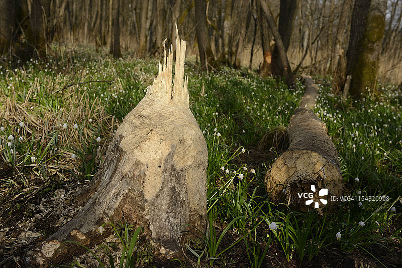 森林中被水獭啃咬的树木图片素材