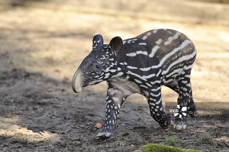 马来亚貘图片素材