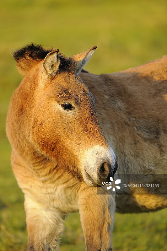 草地上的普氏野马（Equus ferus przewalskii）图片素材