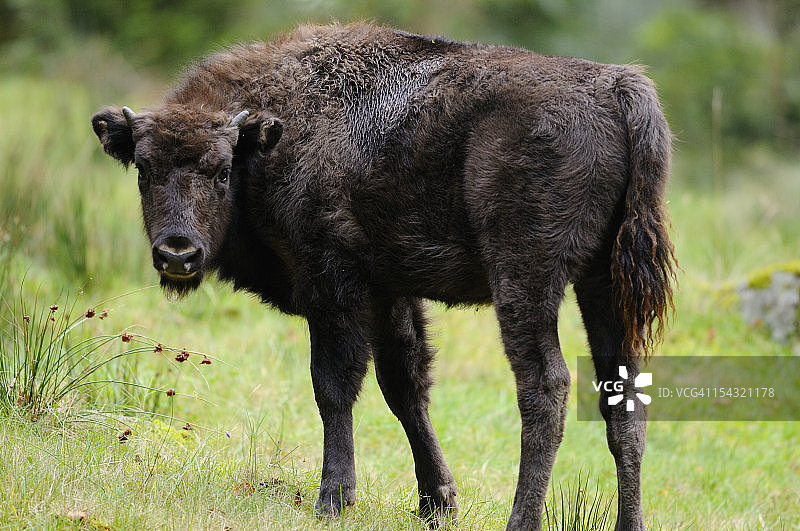 草地上休息的幼年欧洲野牛（Bison bonasus）图片素材