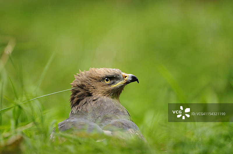 草地上的小斑鹰图片素材