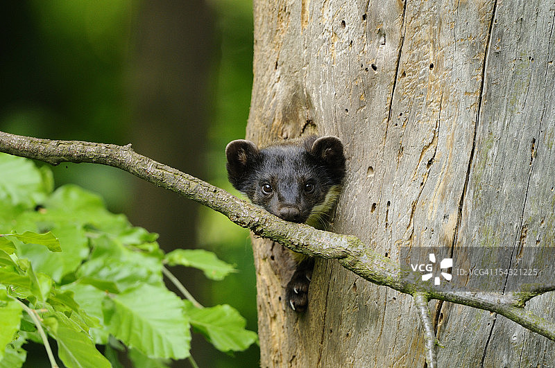 从树洞里探出头的黄喉貂图片素材