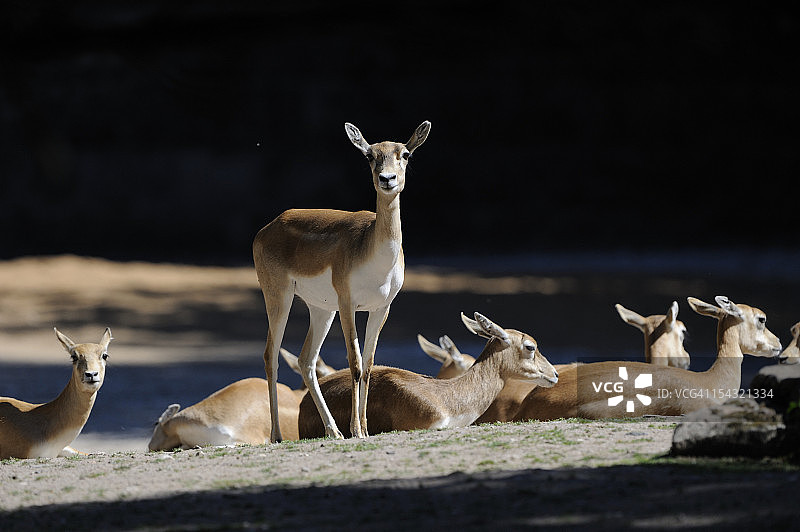 一群黑羚图片素材