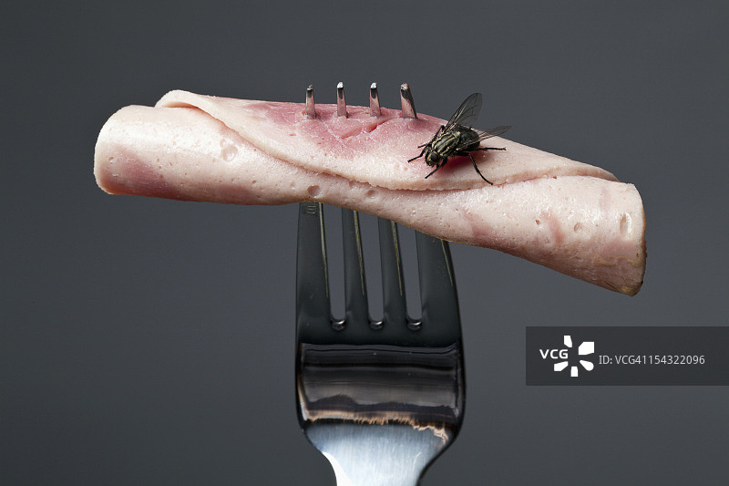 培根上的家蝇图片素材