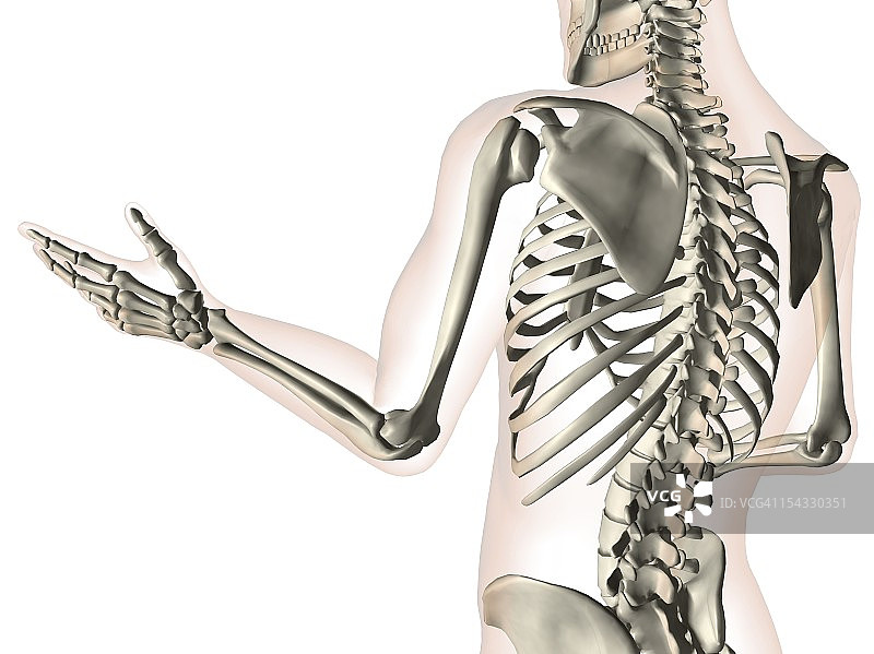 X光透视手臂的肘部骨骼及手部和脊椎骨图片素材