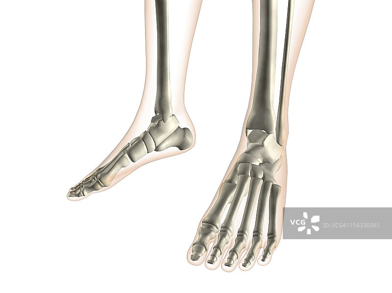 足部骨骼X光视图图片素材