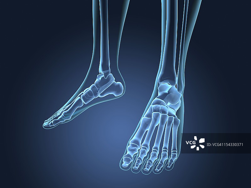 足部骨骼X光视图图片素材