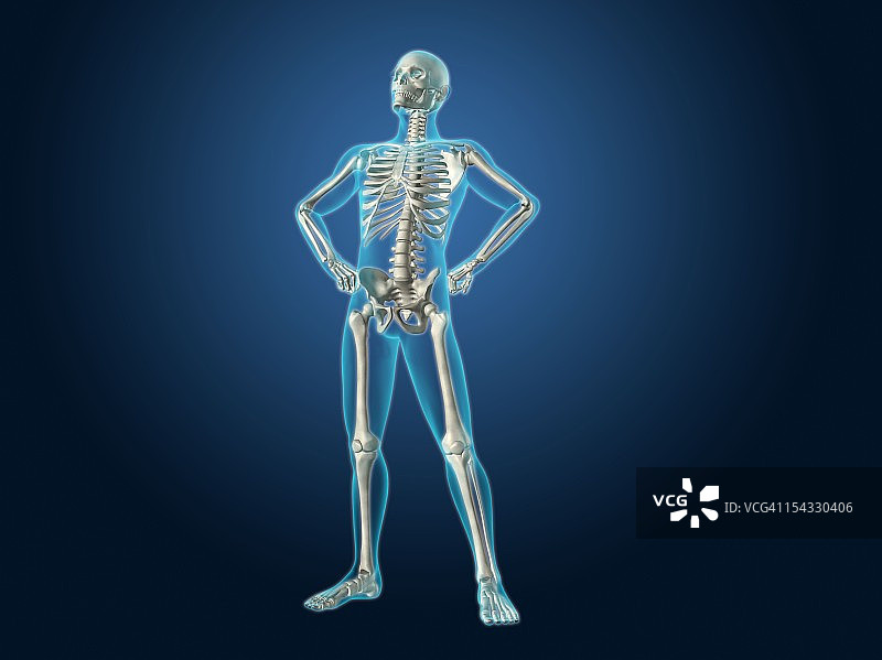 人体骨骼的X光视图图片素材