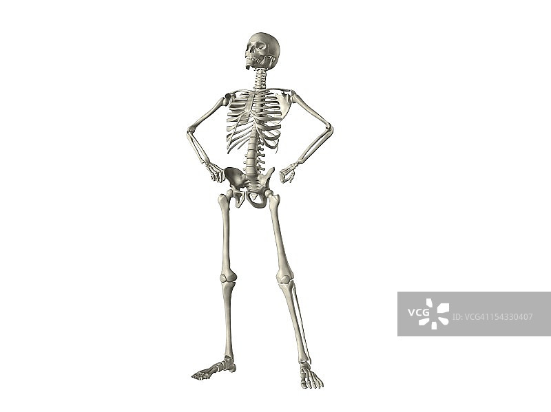 人体骨骼的X光视图图片素材