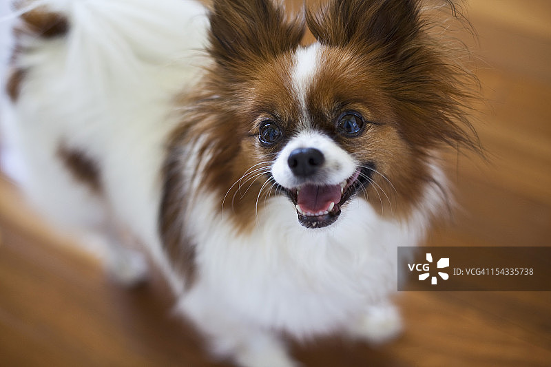 蝴蝶犬特写图片素材