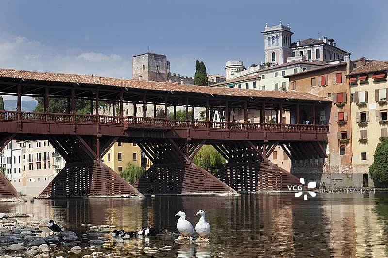 城市桥梁边的鸭子图片素材