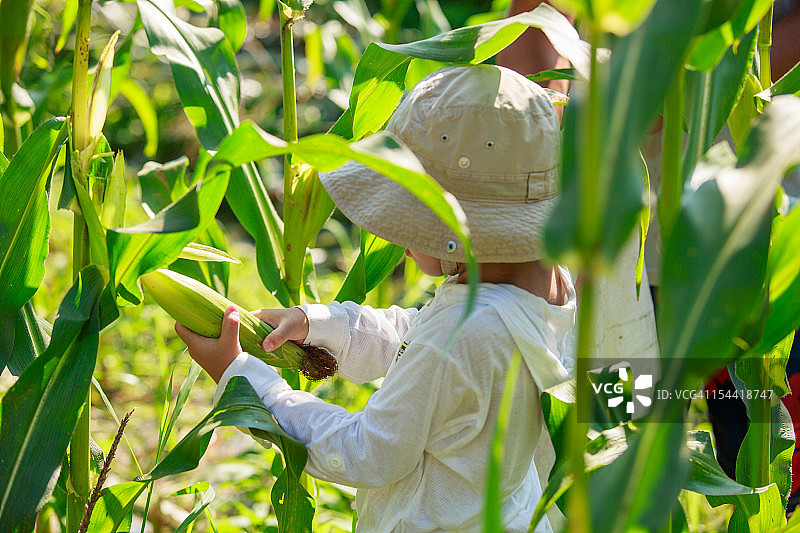 男孩收获玉米图片素材