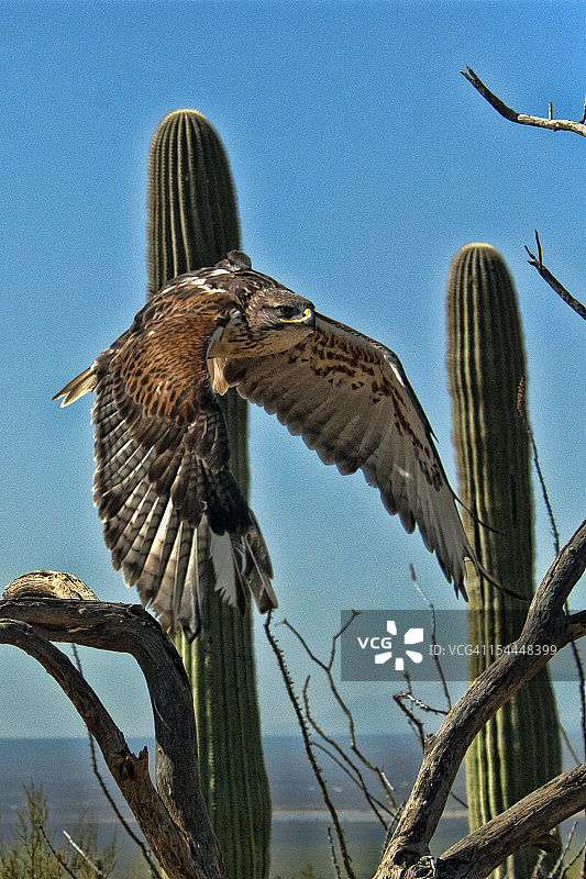 飞翔的铁色鹰图片素材