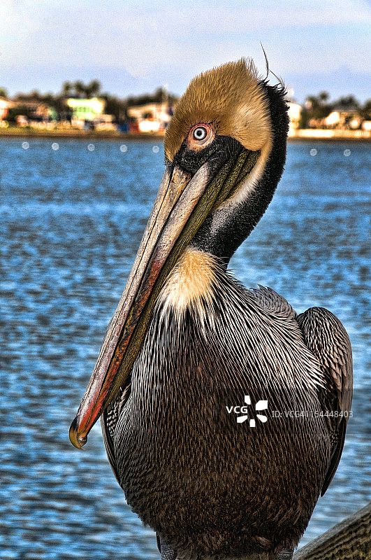 码头上的褐鹈鹕（Pelecanus occidentalis）图片素材