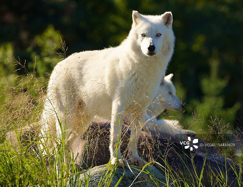 享受晨曦的北极狼图片素材