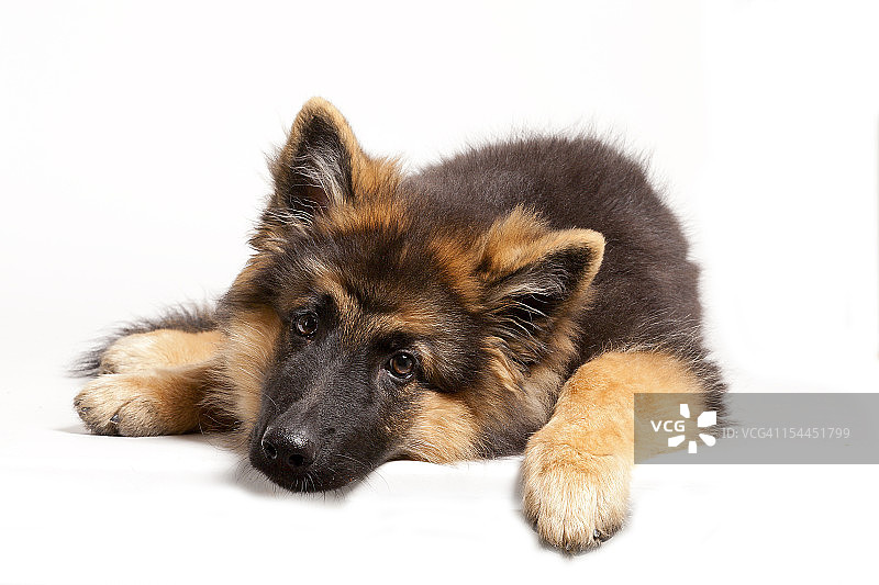 楚楚可怜的小狗眼神图片素材