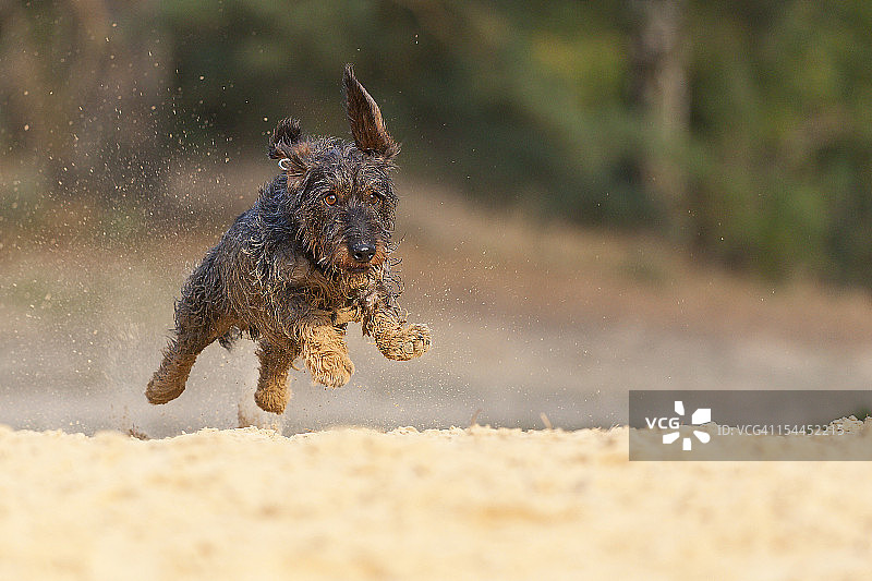 飞翔的刚毛腊肠犬图片素材
