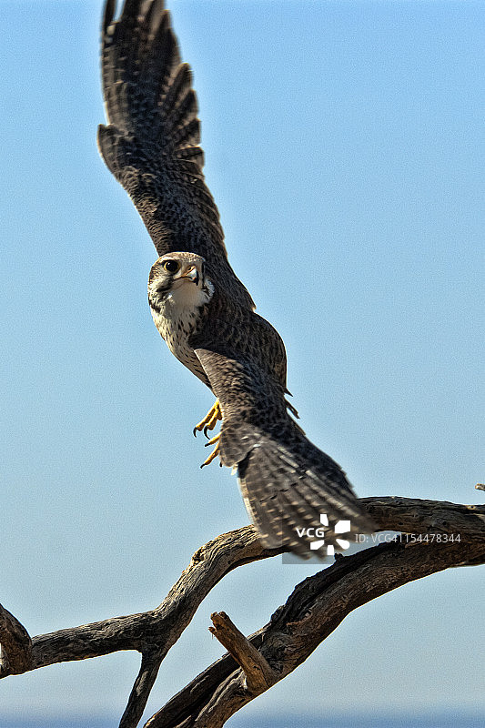 飞行中的猎隼图片素材