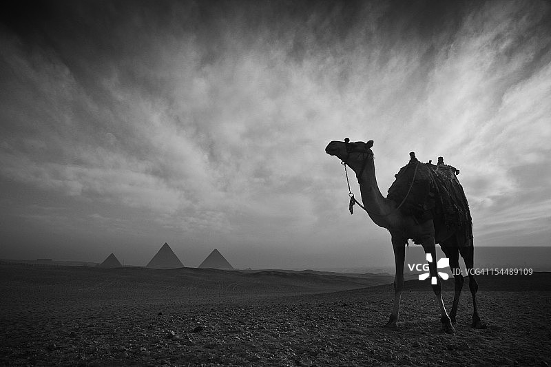 有骆驼的沙漠图片素材