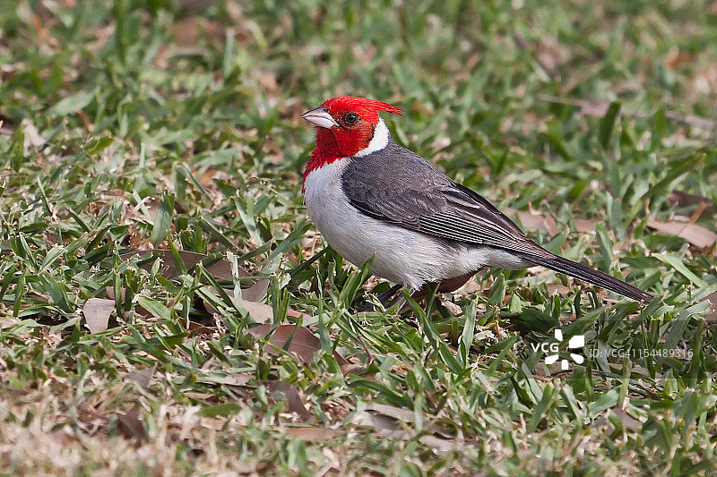 红冠红雀图片素材