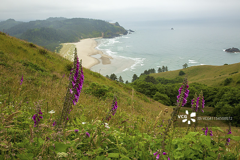 喀斯喀特角的毛地黄花图片素材