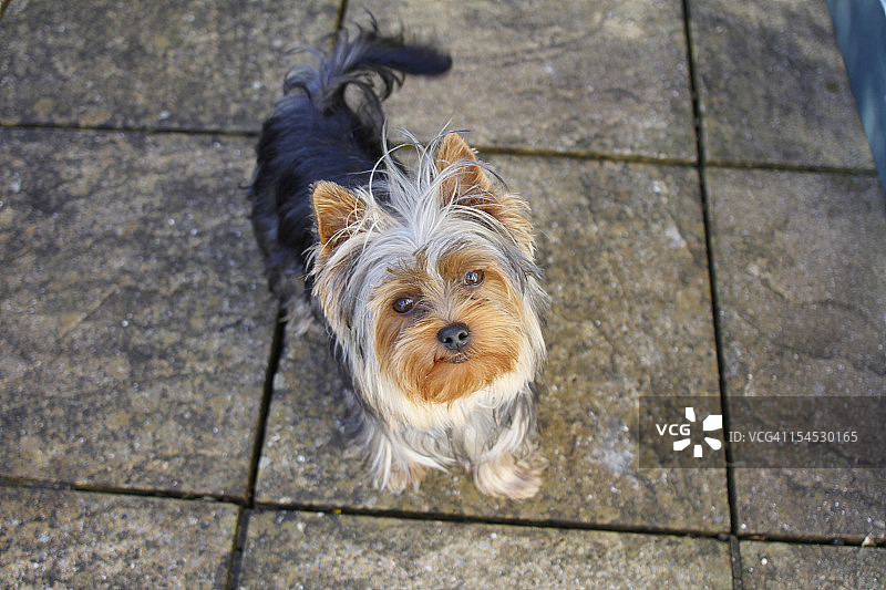 看着镜头的约克夏幼犬图片素材