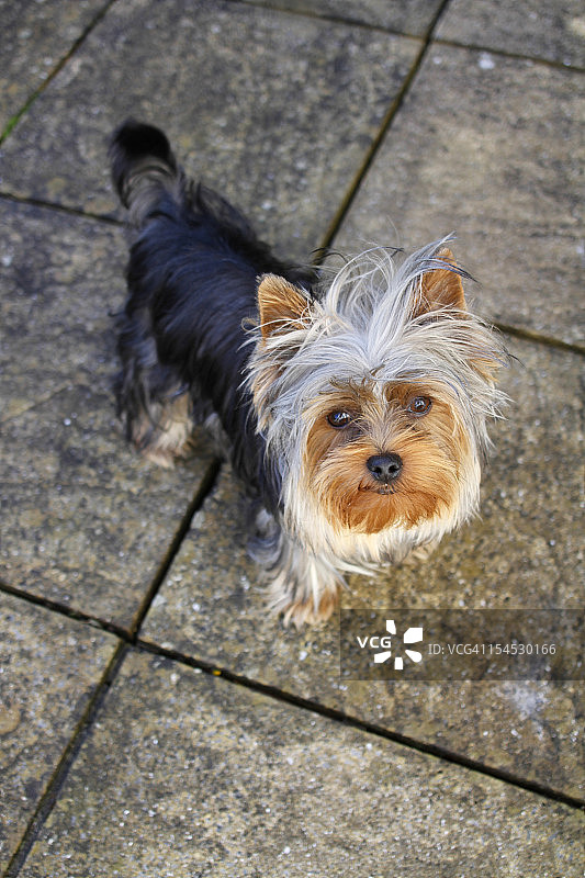 可爱的约克夏梗犬幼犬看着镜头图片素材