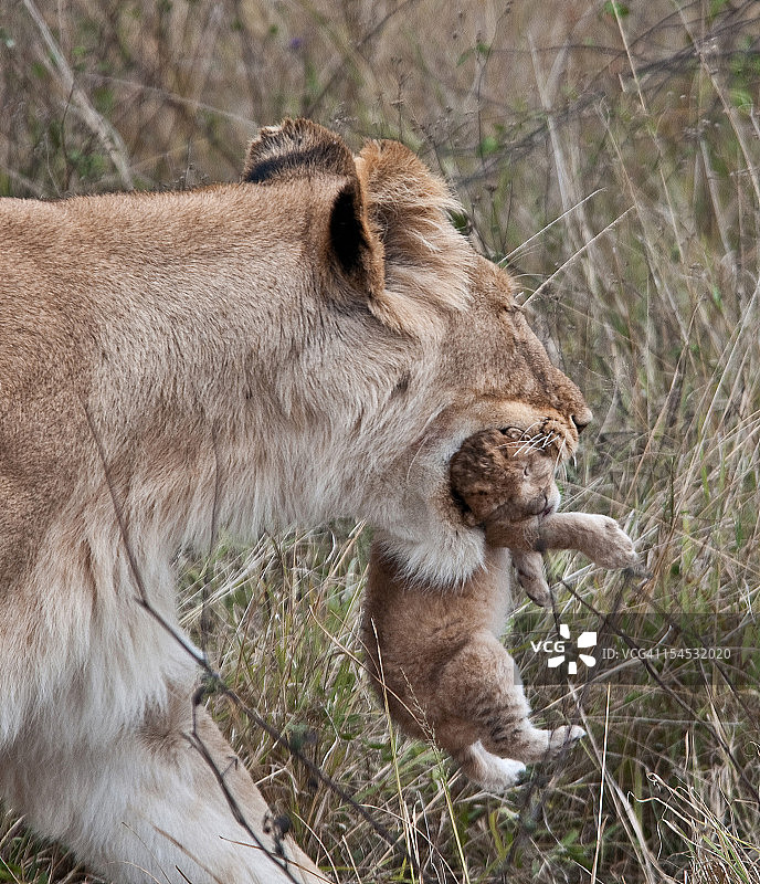 携带幼崽的母狮图片素材
